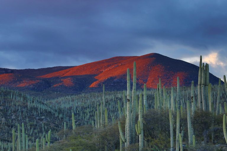 Zapotitlán Salinas, Mexico